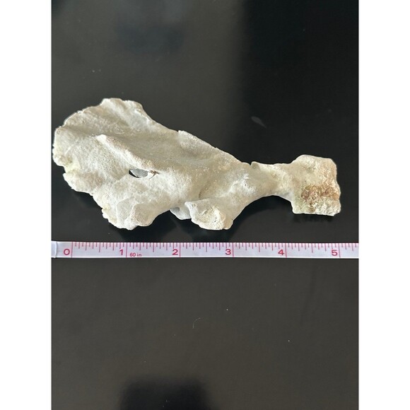 Natural San Blas Beach-Collected Coral Souvenir Caribbean Coastal Home Decor - Picture 7 of 12